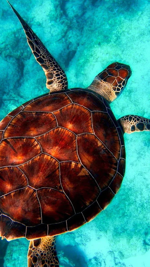 Sea Turtle Iphone