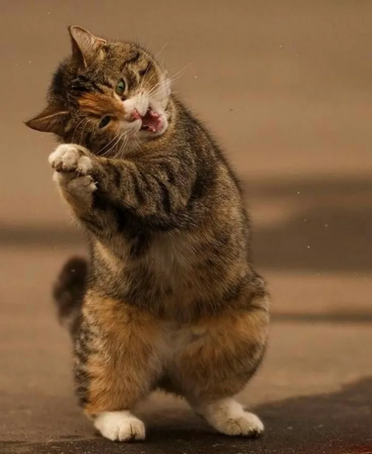 Cat pictures