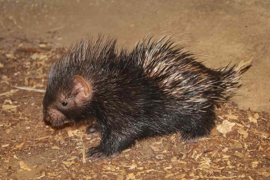 NiedlichesBild eines schwarzen Stachelschweins