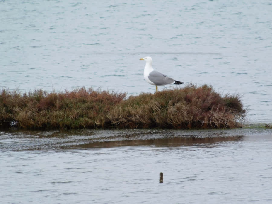 wild,animal,seagull,nature,wildlife,gull,bird,white,beautiful,sea,wing,coast,isolated,feather,peace,beach,background,ocean,blue,standing