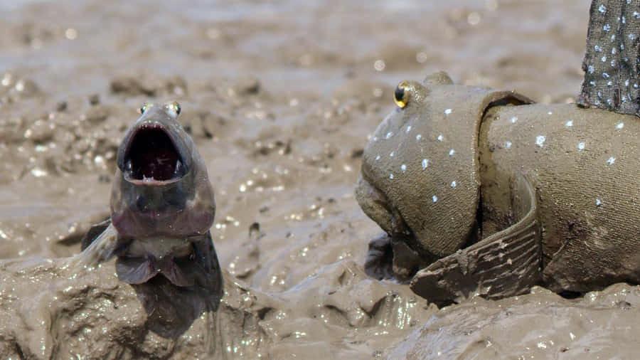Mudskippers i Lera