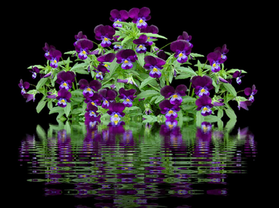 Vibrant Pansies Reflection