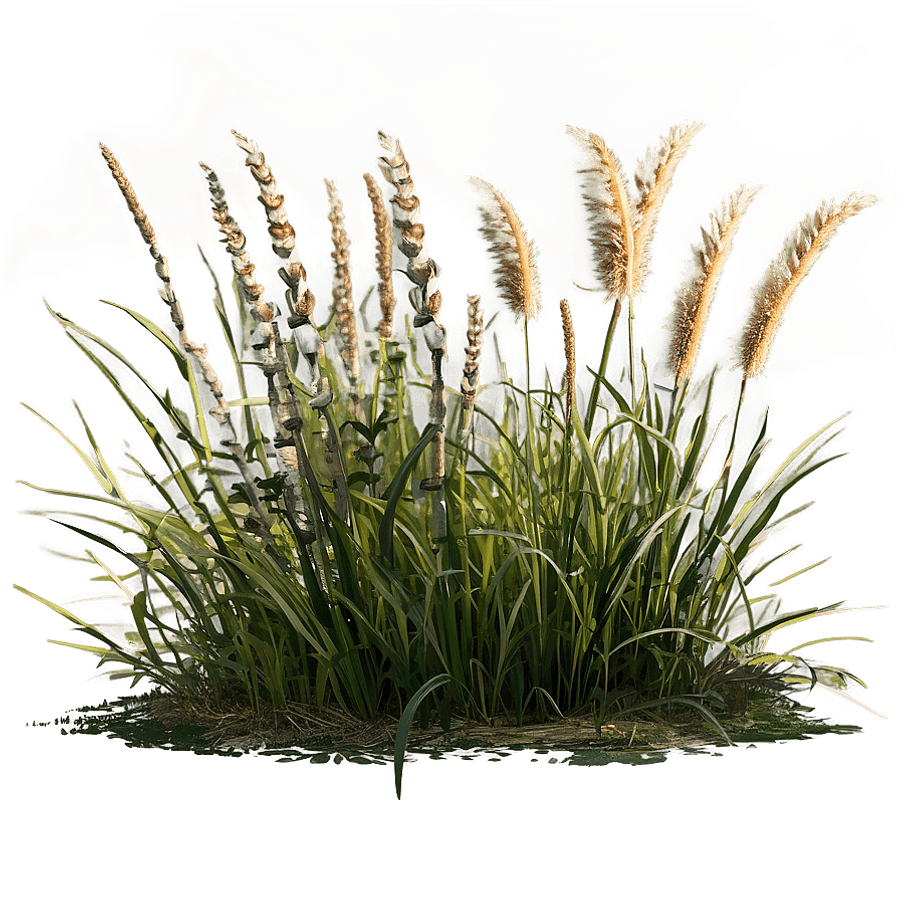 Tall Grass Prairie PNG 05252024