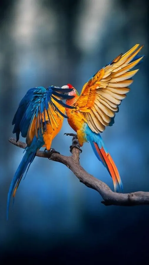 Bird Iphone