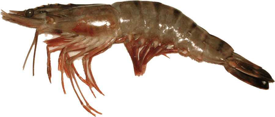 Shrimp Png Background Image - Prone Seafood, Transparent Png