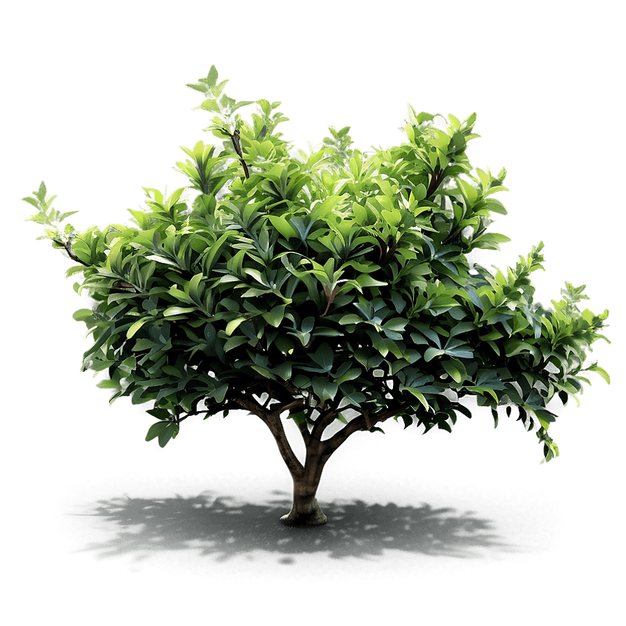 shrubs d