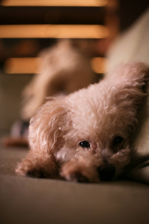 Shy toy poodle puppy wallpaper