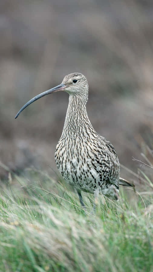 Curlew Elegante na Campina