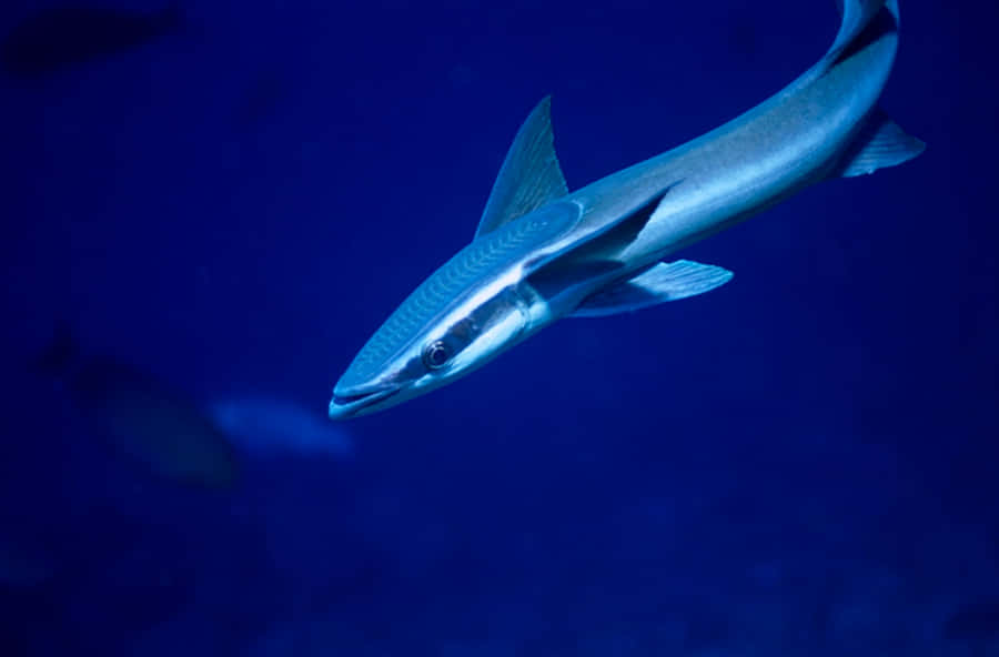 Sininen valtameri remora-kala