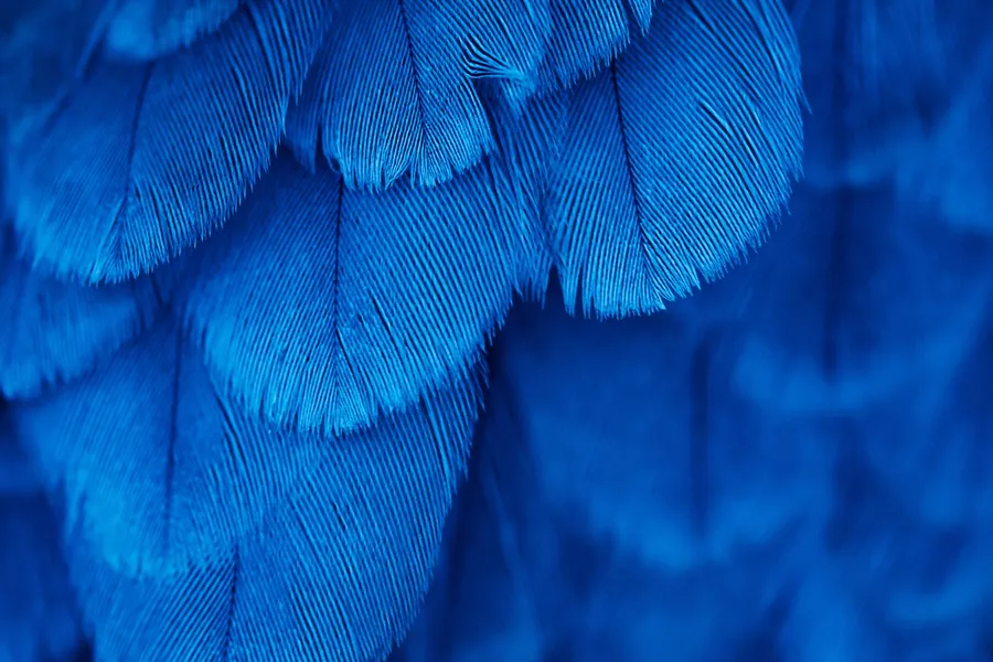 Feather Background