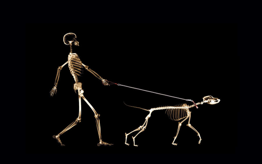 Skeleton background