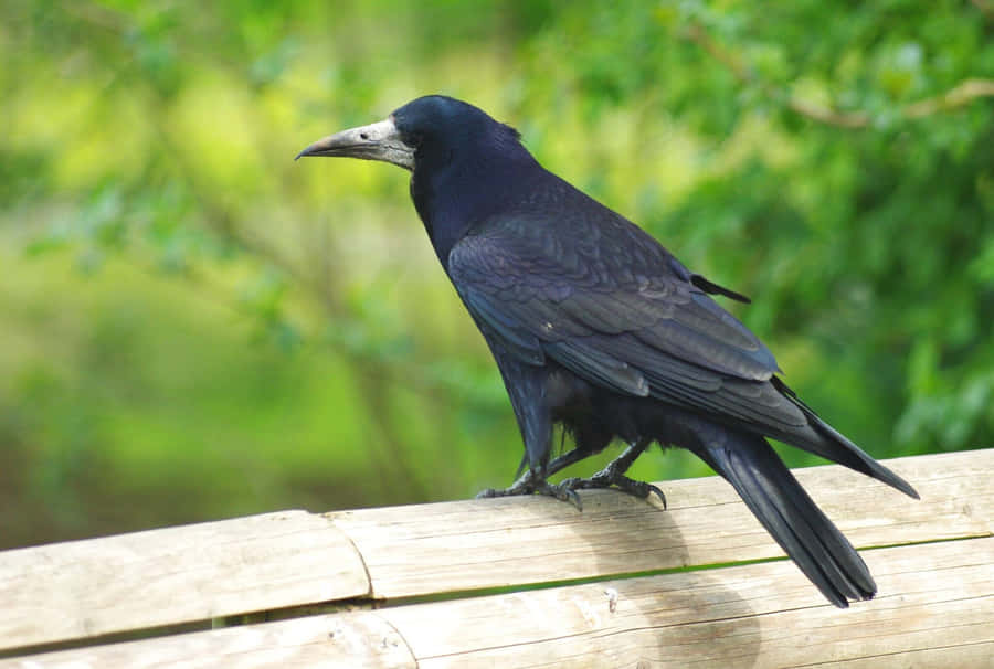 Svart Rook Fågel På Träza