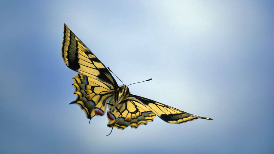 Preview wallpaper sky, butterfly, wings