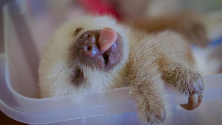 Download Sleeping White Baby Sloth Wallpaper | Wallpapers.com