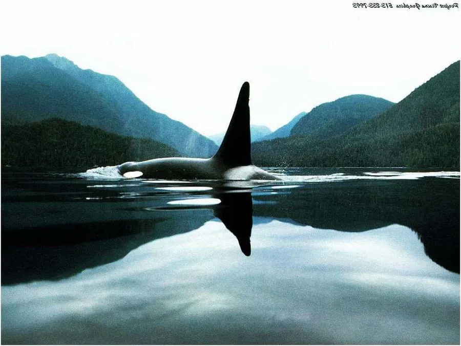 orca