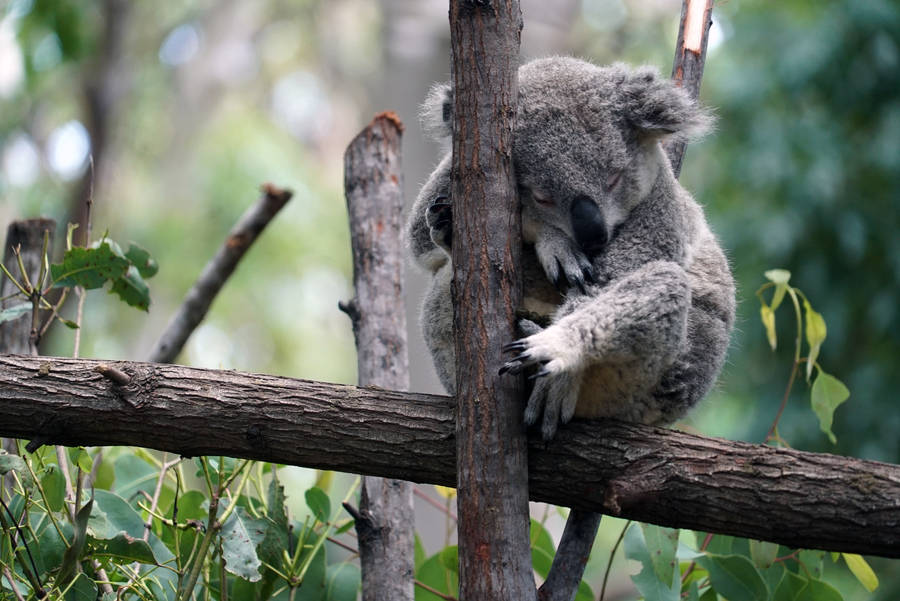 Slumped koala bear wallpaper