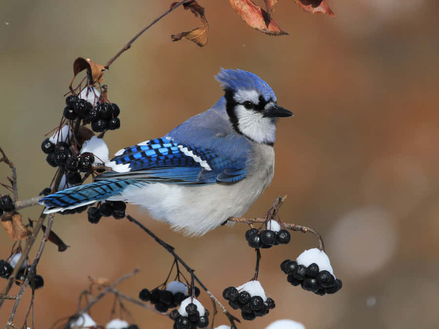 Jay Azul em Ramos de Outono