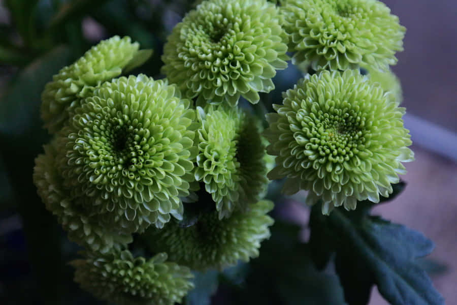 Enlivlig grøn blomst springer frem fra baggrunden.