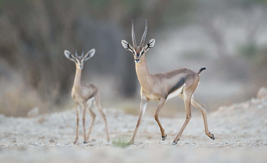 Majestätische Gazelle in der Wildnis