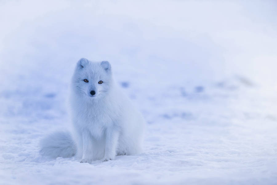 Small polar white fox wallpaper