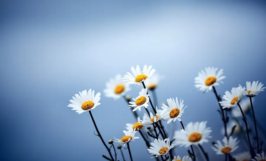 Daisy Background