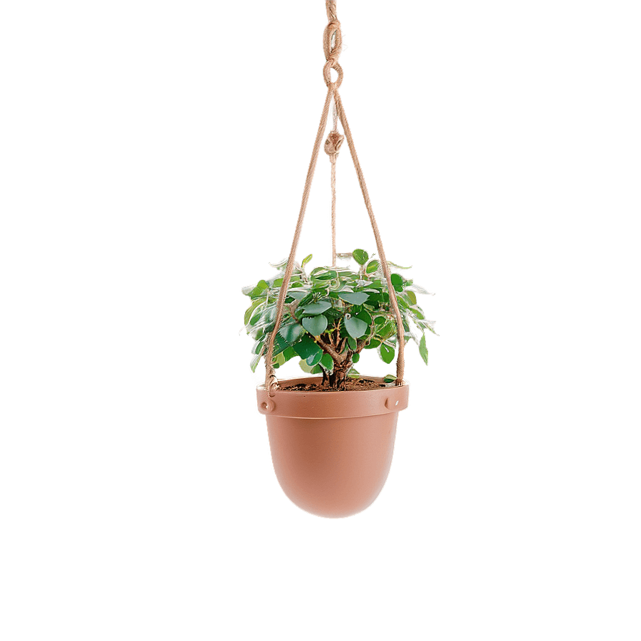 Spring Hanging Plants PNG 05252024