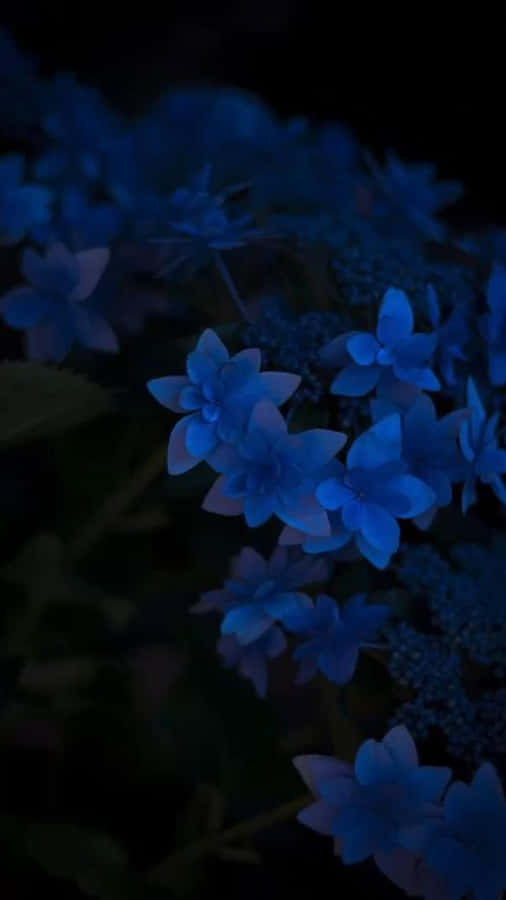 Estetica Floreale Blu di Mezzanotte