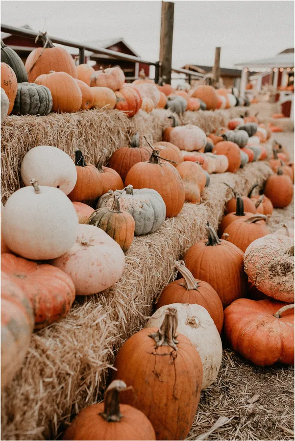 Fall Pumpkin