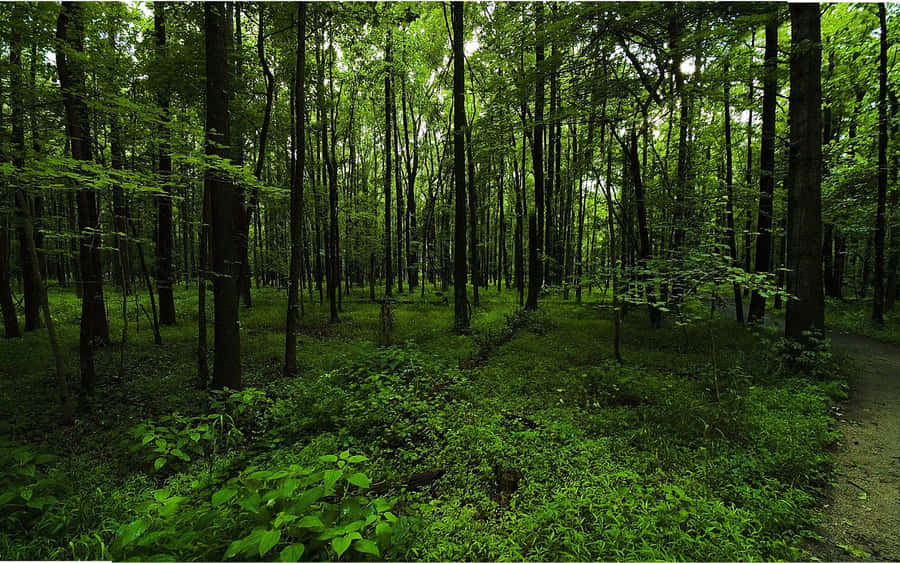 Caminho Verdejante na Floresta