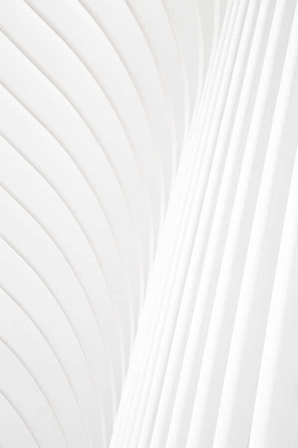 Solid White Background