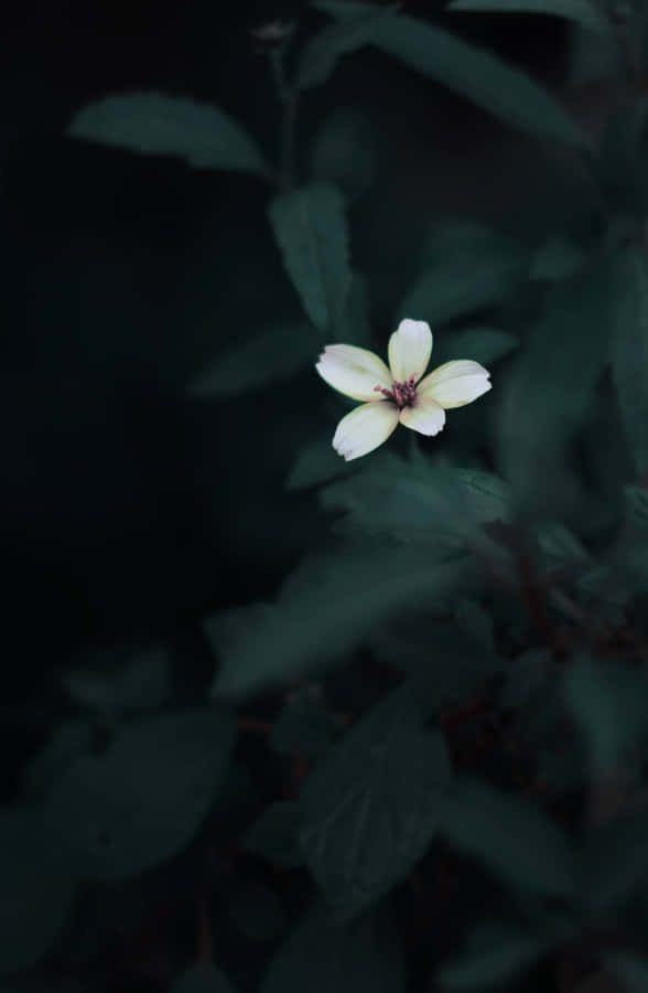 Flor Solitária na Escuridão