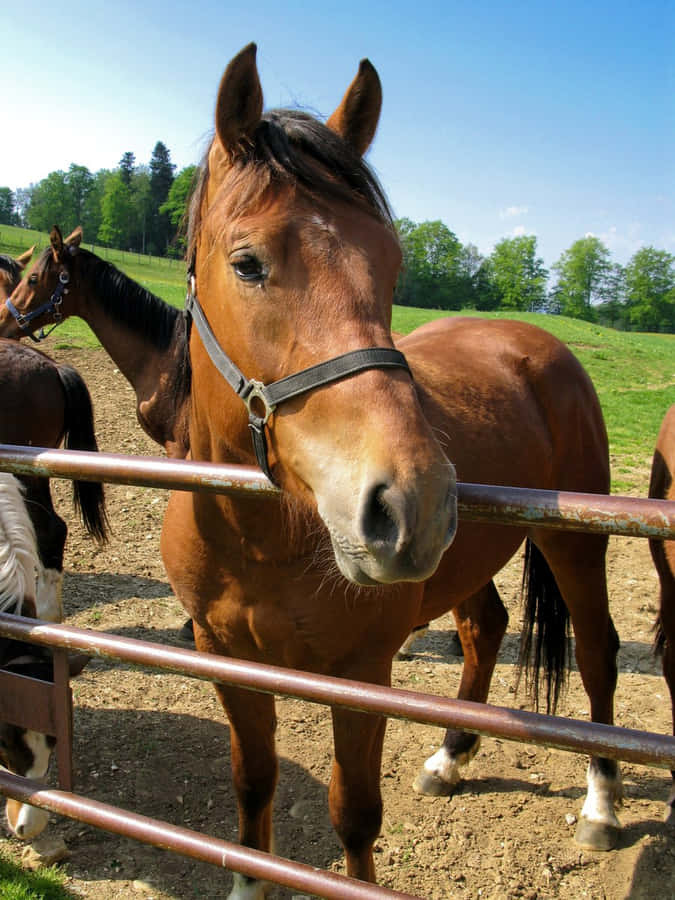 Brun Hest Bakgrunner