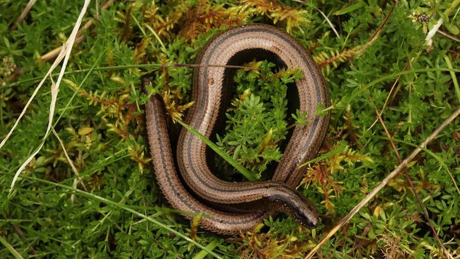 worm pictures