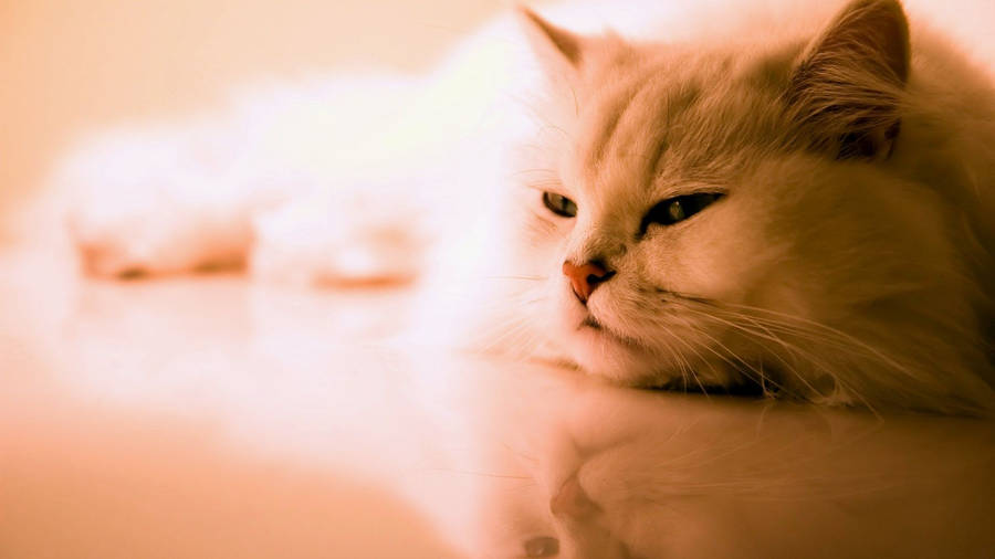 1920x1080 Free HD Cat Wallpaper