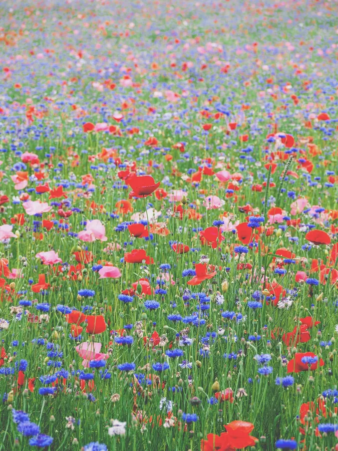 Flower Field background