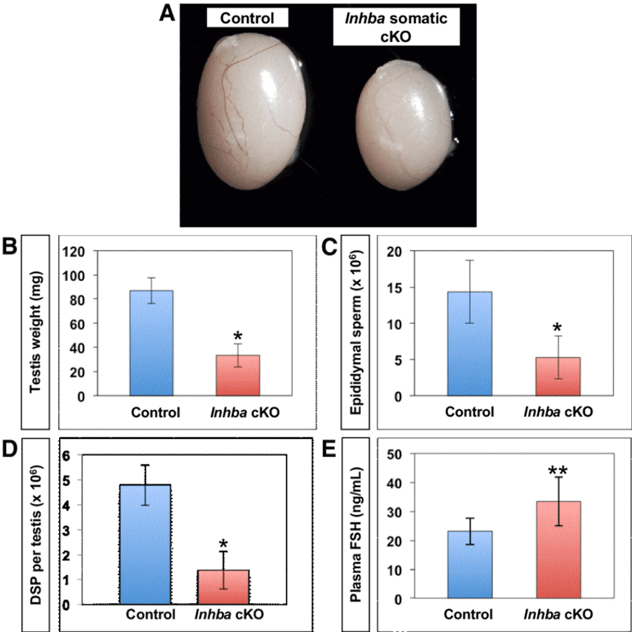 Sperm Development Research Data PNG — Scientific figure showing two testes side by side labeled Control and Inhba cKO with bar graphs below comparing testis weight sperm count and hormone levels.