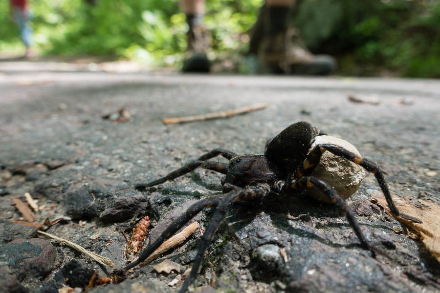 Download Spider With Egg Sac Wallpaper | Wallpapers.com