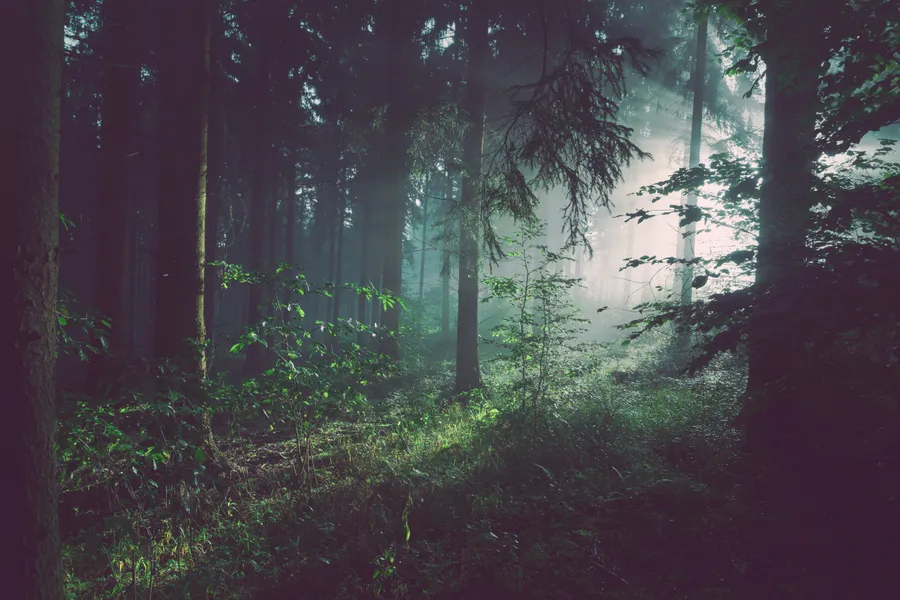 Jungle Background