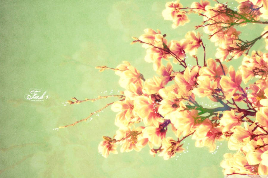 Spring Desktop magnolia flower painting wallpaper