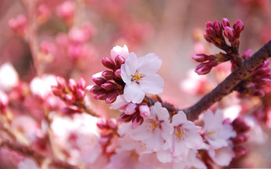 Spring Computer