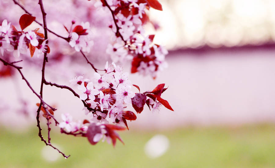 Spring Computer