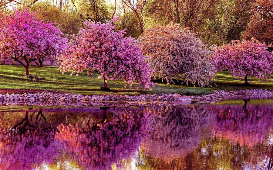 Download Spring Desktop Lavender Trees In Lake Wallpaper