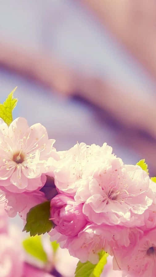 Spring Iphone Background
