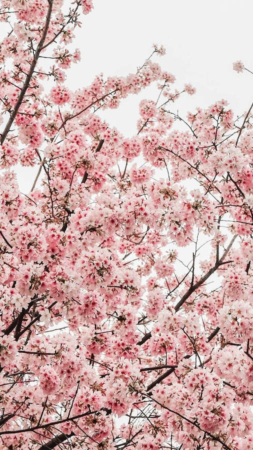 Download Spring Iphone Pastel Cherry Blossoms Wallpaper | Wallpapers.com