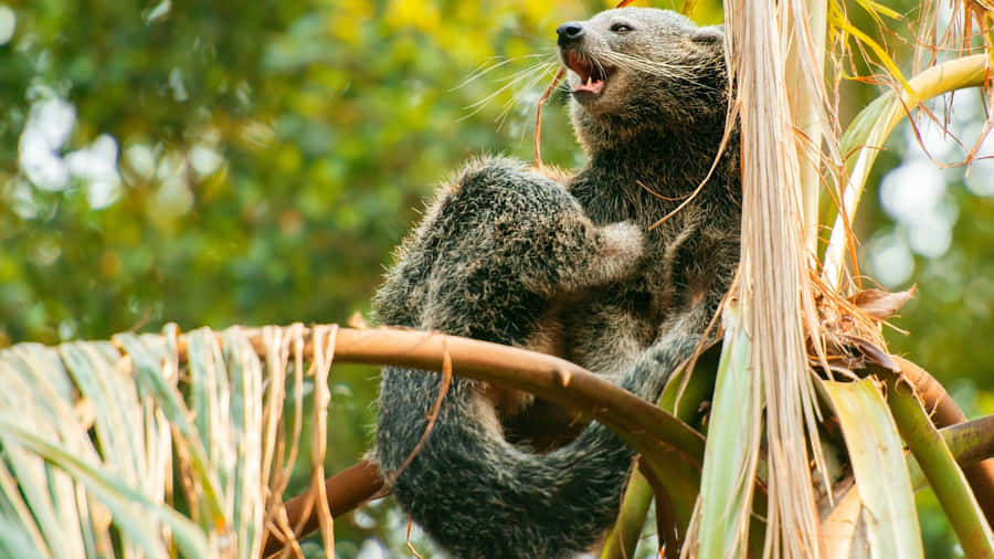 Binturong auf Baumästen
