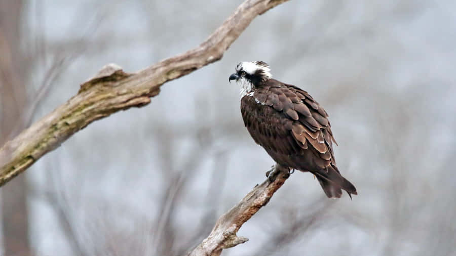 Osprey Maestoso Appollaiato su un Ramo