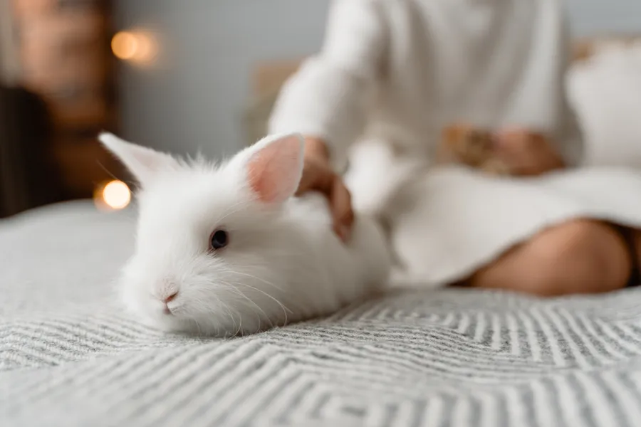 Rabbit background