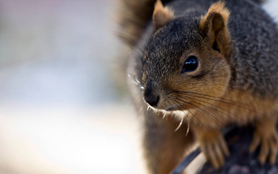 Squirrel Close-Up wallpaper