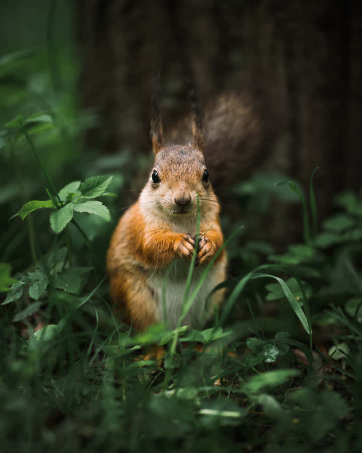 Squirrel pictures
