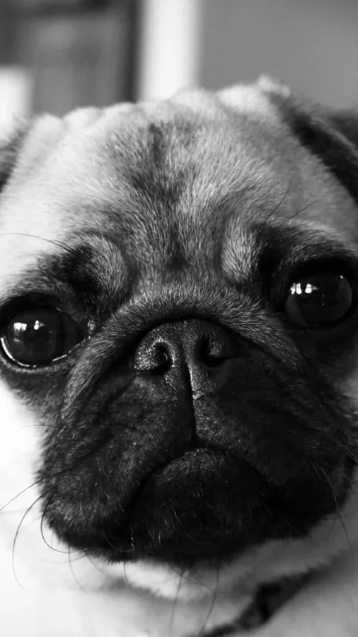 Pug